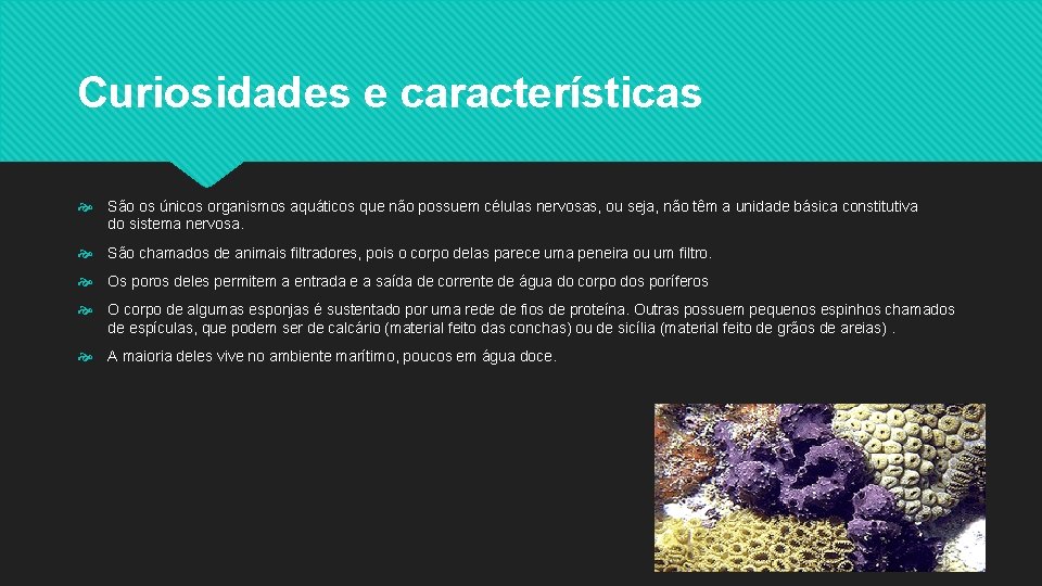 Curiosidades e características São os únicos organismos aquáticos que não possuem células nervosas, ou