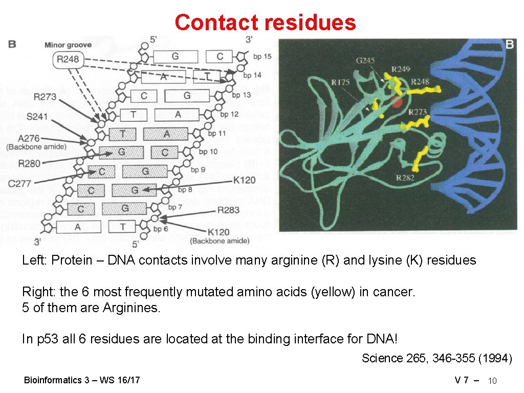 Contact residues Left: Protein – DNA contacts involve many arginine (R) and lysine (K)