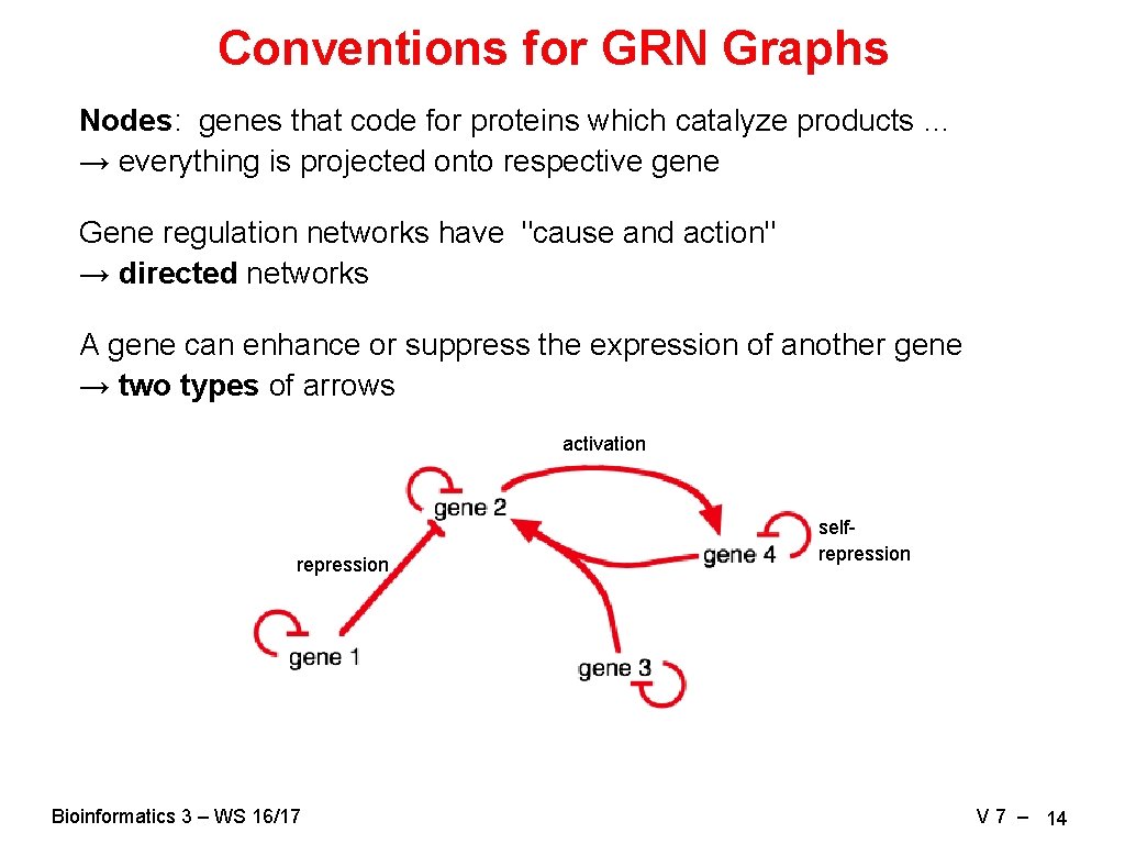 Conventions for GRN Graphs Nodes: genes that code for proteins which catalyze products …