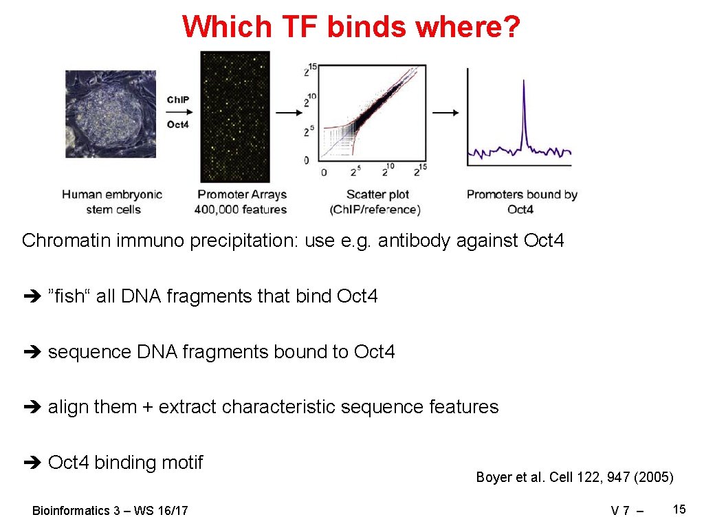 Which TF binds where? Chromatin immuno precipitation: use e. g. antibody against Oct 4