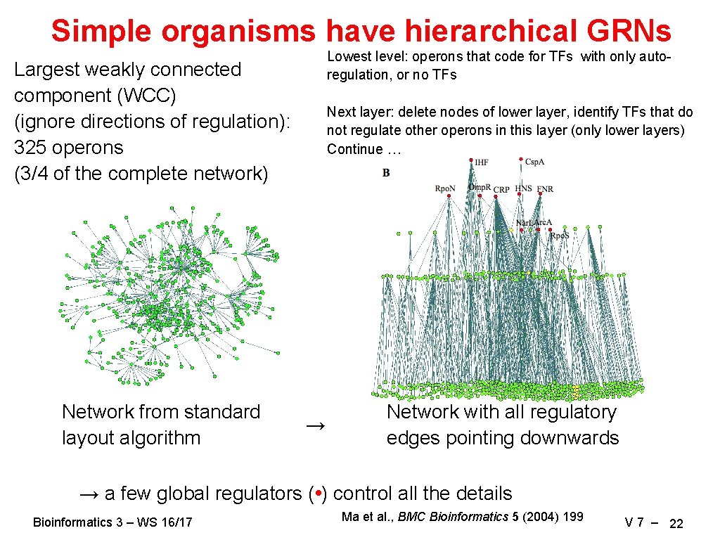 Simple organisms have hierarchical GRNs Lowest level: operons that code for TFs with only