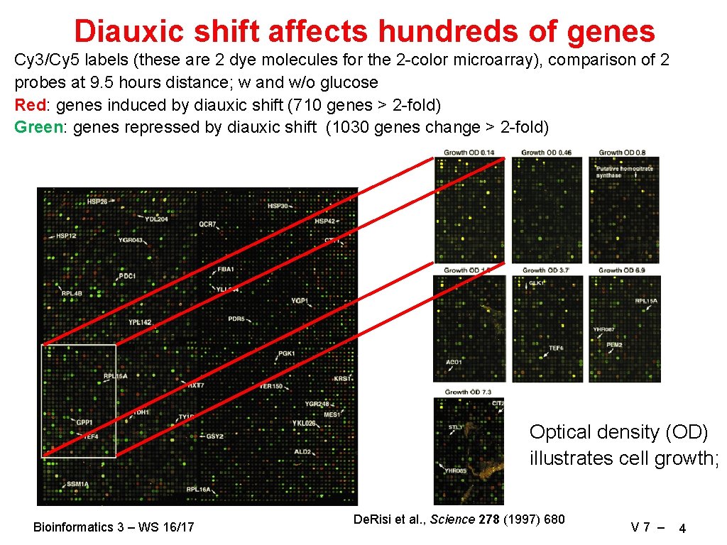 Diauxic shift affects hundreds of genes Cy 3/Cy 5 labels (these are 2 dye