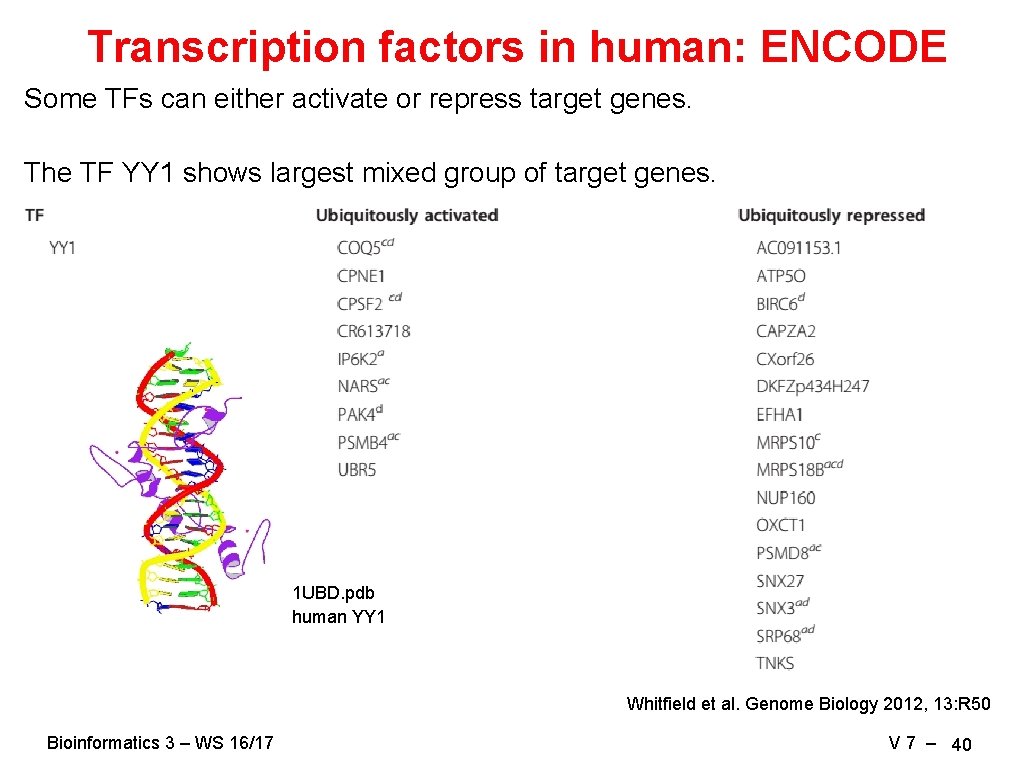 Transcription factors in human: ENCODE Some TFs can either activate or repress target genes.