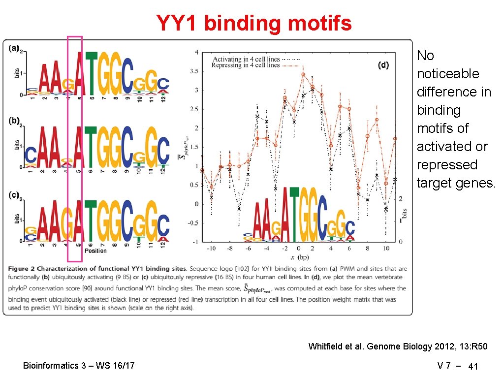 YY 1 binding motifs No noticeable difference in binding motifs of activated or repressed