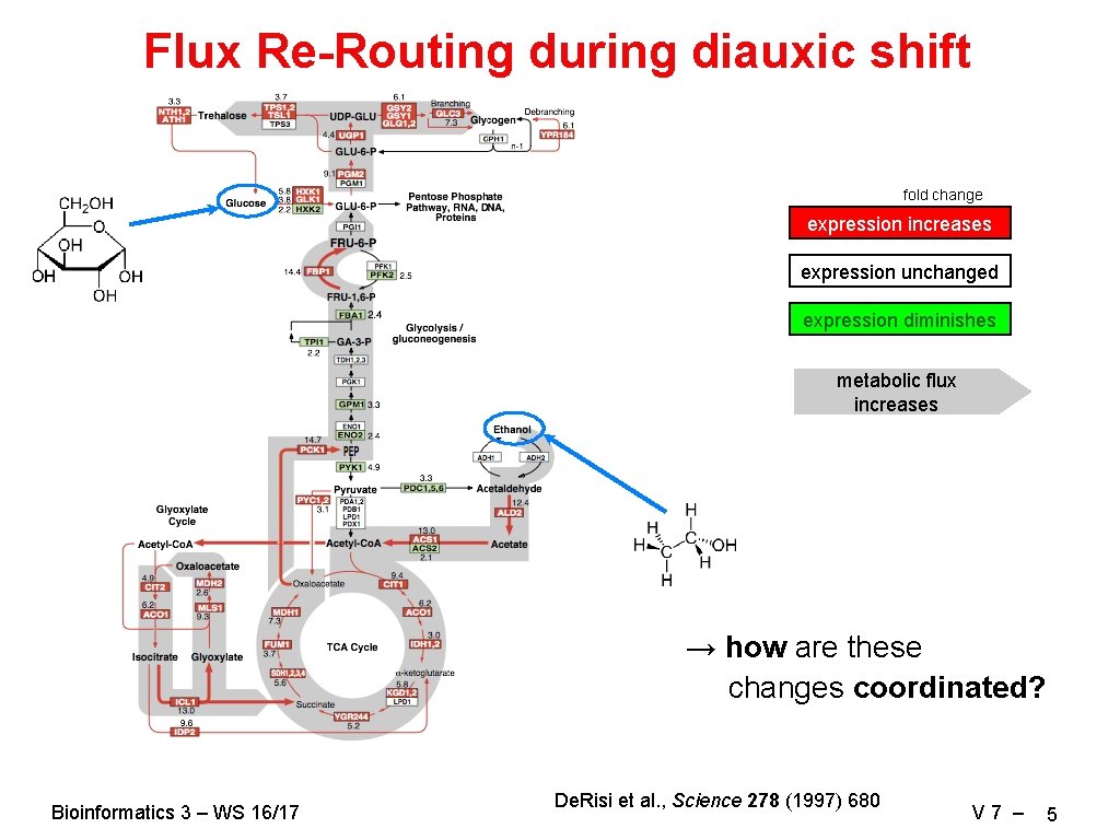 Flux Re-Routing during diauxic shift fold change expression increases expression unchanged expression diminishes metabolic