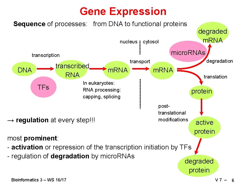 Gene Expression Sequence of processes: from DNA to functional proteins nucleus cytosol micro. RNAs