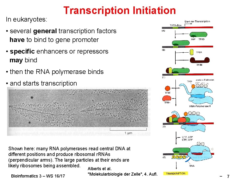 In eukaryotes: Transcription Initiation • several general transcription factors have to bind to gene