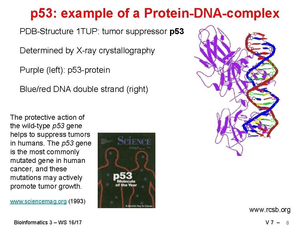 p 53: example of a Protein-DNA-complex PDB-Structure 1 TUP: tumor suppressor p 53 Determined