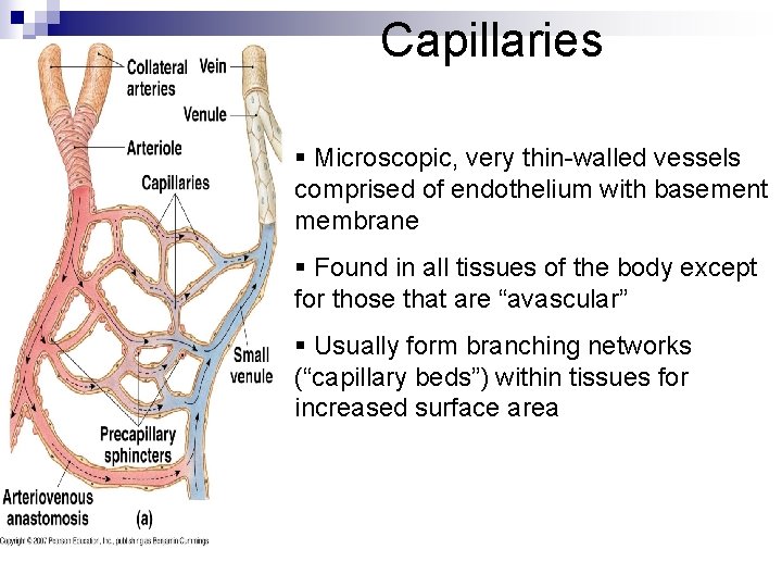 Capillaries § Microscopic, very thin-walled vessels comprised of endothelium with basement membrane § Found