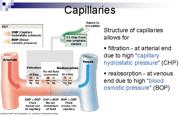 Capillaries Structure of capillaries allows for § filtration - at arterial end due to