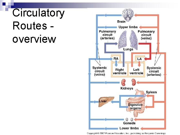 Circulatory Routes overview 