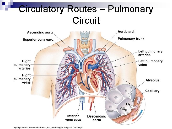 Circulatory Routes – Pulmonary Circuit 