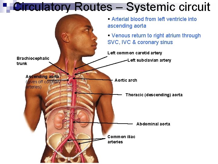 Circulatory Routes – Systemic circuit § Arterial blood from left ventricle into ascending aorta