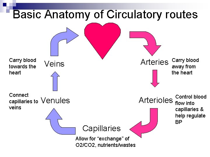 Basic Anatomy of Circulatory routes Carry blood towards the heart Connect capillaries to veins