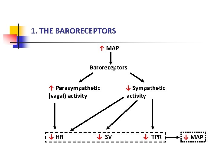 1. THE BARORECEPTORS ↑ MAP Baroreceptors ↑ Parasympathetic (vagal) activity ↓ HR ↓ SV