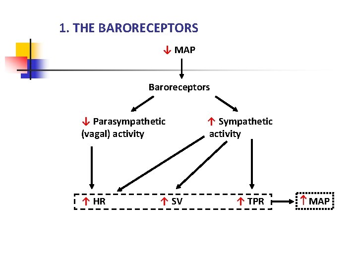 1. THE BARORECEPTORS ↓ MAP Baroreceptors ↓ Parasympathetic (vagal) activity ↑ HR ↑ SV