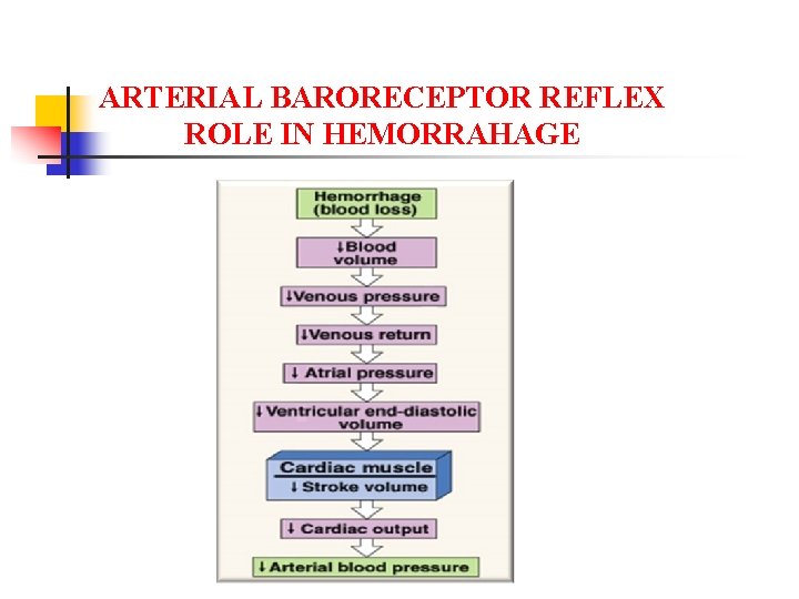 ARTERIAL BARORECEPTOR REFLEX ROLE IN HEMORRAHAGE 
