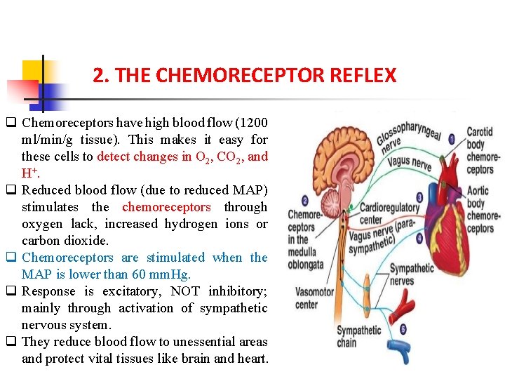 2. THE CHEMORECEPTOR REFLEX q Chemoreceptors have high blood flow (1200 ml/min/g tissue). This