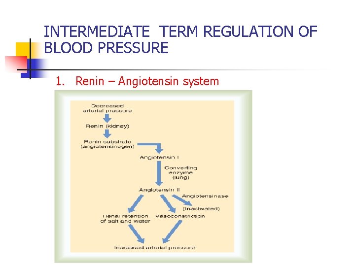 INTERMEDIATE TERM REGULATION OF BLOOD PRESSURE 1. Renin – Angiotensin system 