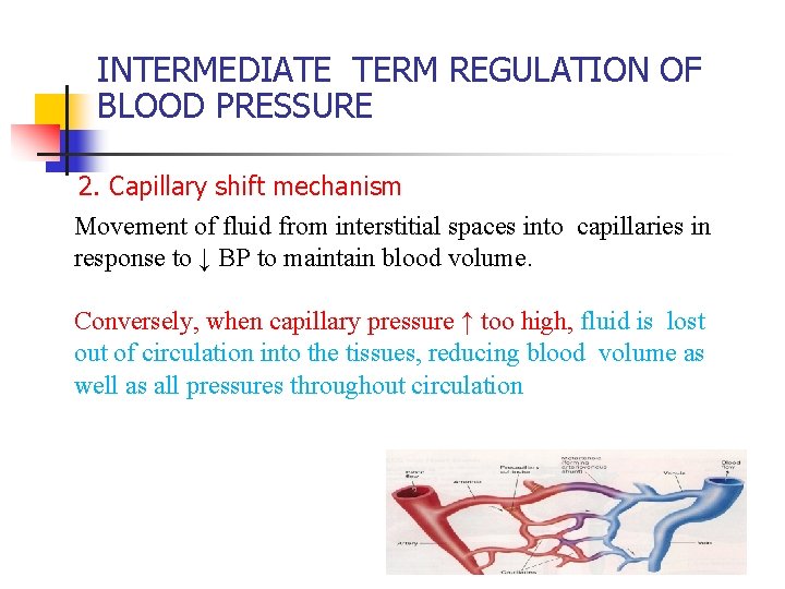 INTERMEDIATE TERM REGULATION OF BLOOD PRESSURE 2. Capillary shift mechanism Movement of fluid from