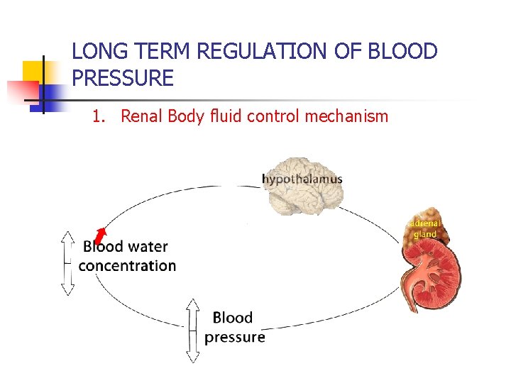 LONG TERM REGULATION OF BLOOD PRESSURE 1. Renal Body fluid control mechanism 