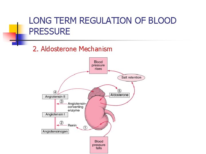 LONG TERM REGULATION OF BLOOD PRESSURE 2. Aldosterone Mechanism 