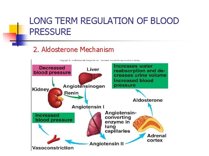 LONG TERM REGULATION OF BLOOD PRESSURE 2. Aldosterone Mechanism 