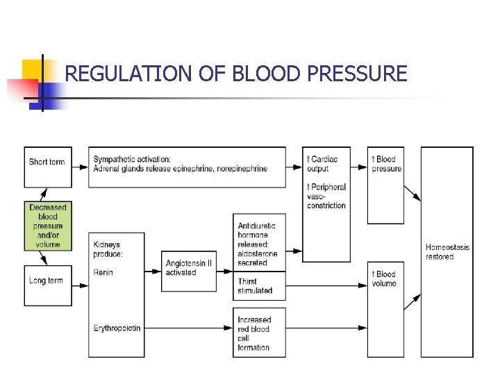 REGULATION OF BLOOD PRESSURE 