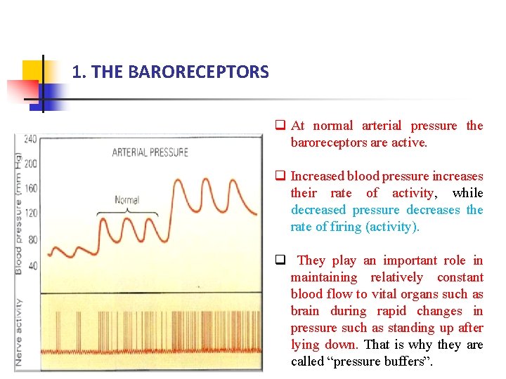 1. THE BARORECEPTORS q At normal arterial pressure the baroreceptors are active. q Increased