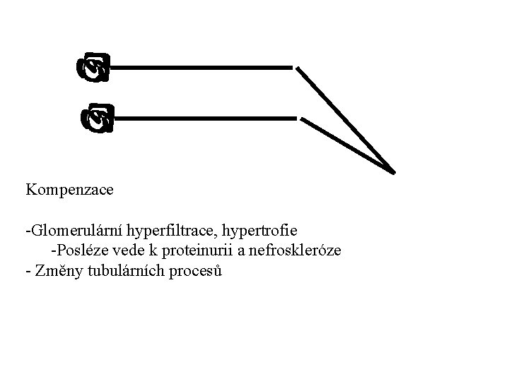 Kompenzace -Glomerulární hyperfiltrace, hypertrofie -Posléze vede k proteinurii a nefroskleróze - Změny tubulárních procesů