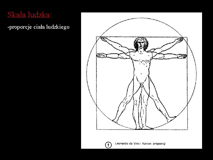 Skala ludzka: -proporcje ciała ludzkiego 