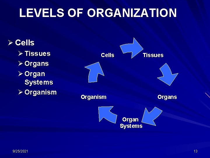 LEVELS OF ORGANIZATION Ø Cells Ø Tissues Ø Organ Systems Ø Organism Tissues Cells