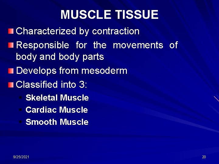 MUSCLE TISSUE Characterized by contraction Responsible for the movements of body and body parts