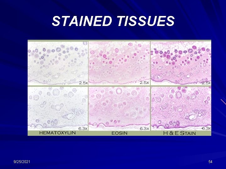STAINED TISSUES 9/25/2021 54 