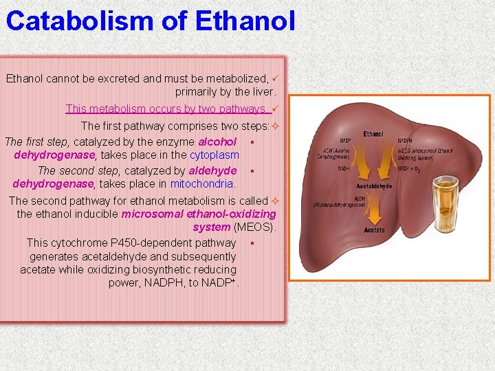 Catabolism of Ethanol cannot be excreted and must be metabolized, ü primarily by the