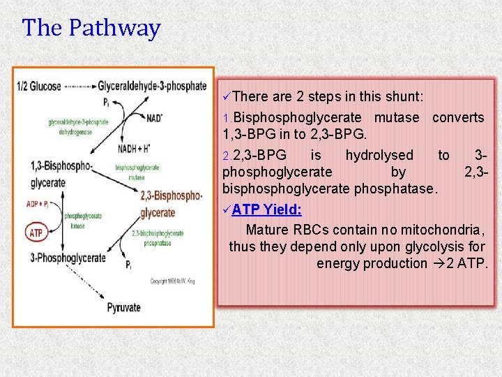 The Pathway üThere are 2 steps in this shunt: 1. Bisphoglycerate mutase converts 1,