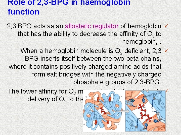 Role of 2, 3 -BPG in haemoglobin function 2, 3 BPG acts as an
