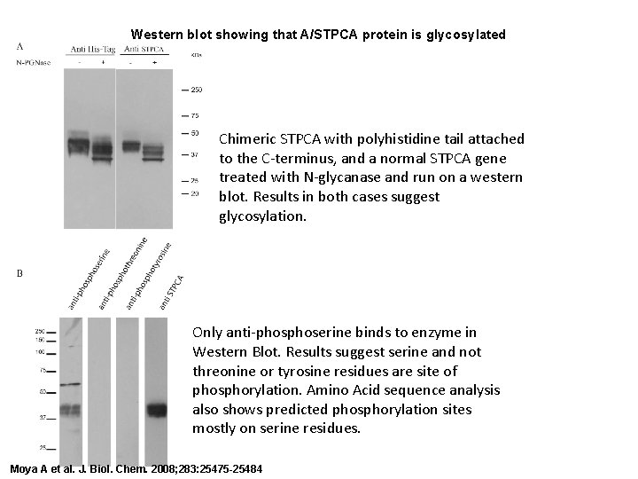 Western blot showing that A/STPCA protein is glycosylated Chimeric STPCA with polyhistidine tail attached