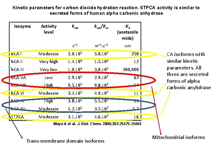 Kinetic parameters for carbon dioxide hydration reaction. STPCA activity is similar to secreted forms