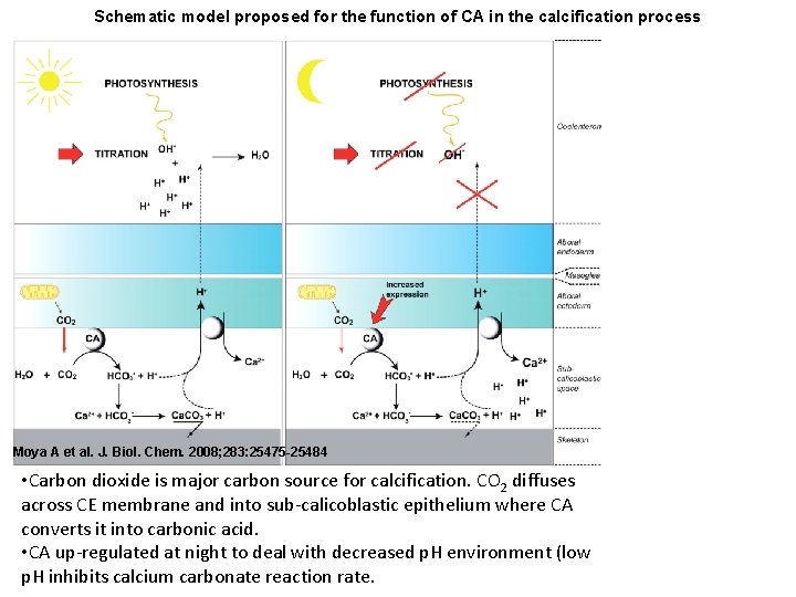 Schematic model proposed for the function of CA in the calcification process Moya A