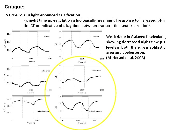 Critique: STPCA role in light enhanced calcification. • Is night time up-regulation a biologically