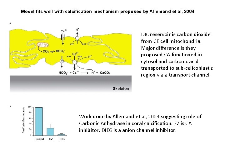 Model fits well with calcification mechanism proposed by Allemand et al, 2004 DIC reservoir