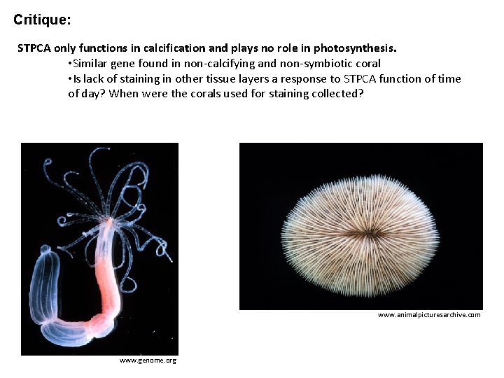 Critique: STPCA only functions in calcification and plays no role in photosynthesis. • Similar