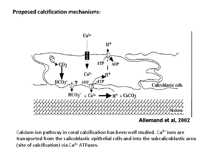 Proposed calcification mechanisms: Allemand et al, 2002 Calcium ion pathway in coral calcification has