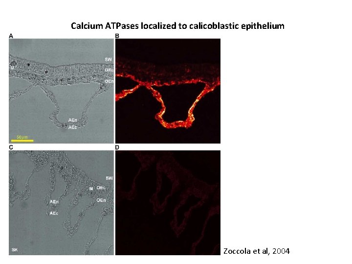 Calcium ATPases localized to calicoblastic epithelium Zoccola et al, 2004 