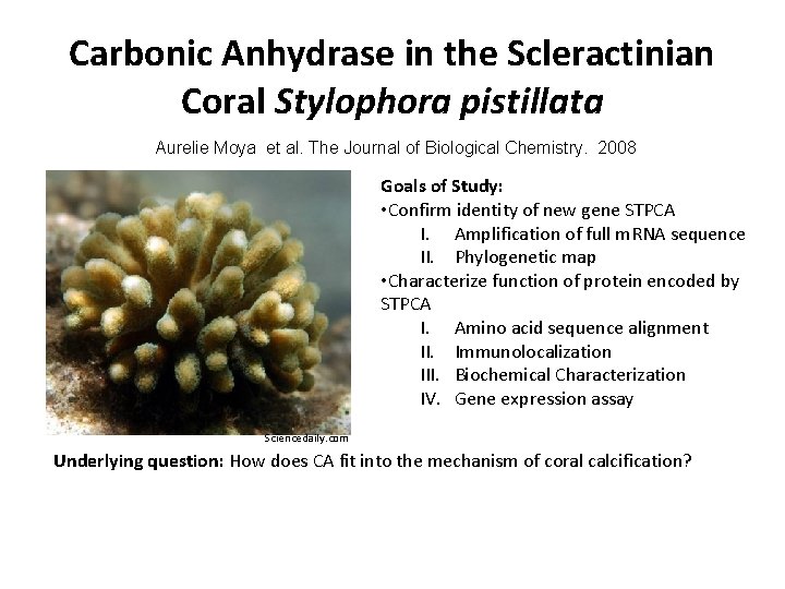 Carbonic Anhydrase in the Scleractinian Coral Stylophora pistillata Aurelie Moya et al. The Journal