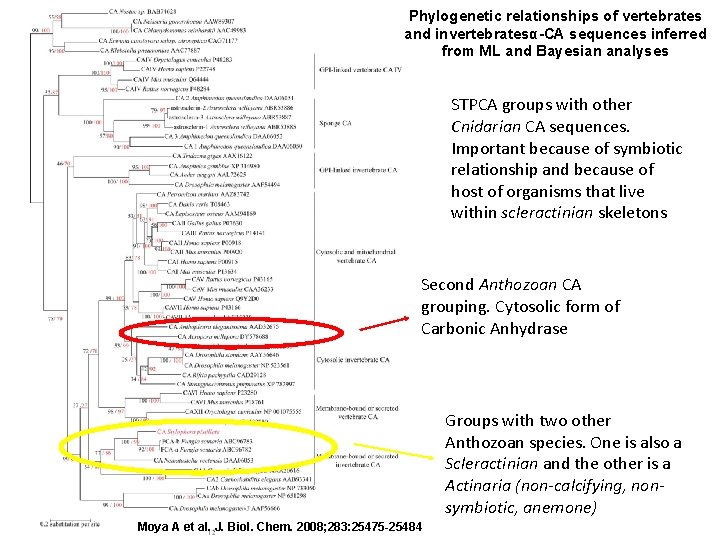 Phylogenetic relationships of vertebrates and invertebratesα-CA sequences inferred from ML and Bayesian analyses STPCA