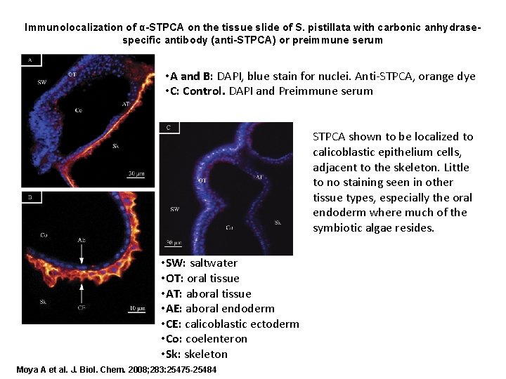 Immunolocalization of α-STPCA on the tissue slide of S. pistillata with carbonic anhydrasespecific antibody