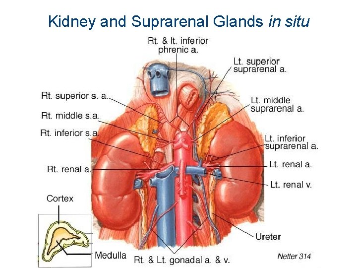 Kidney and Suprarenal Glands in situ 