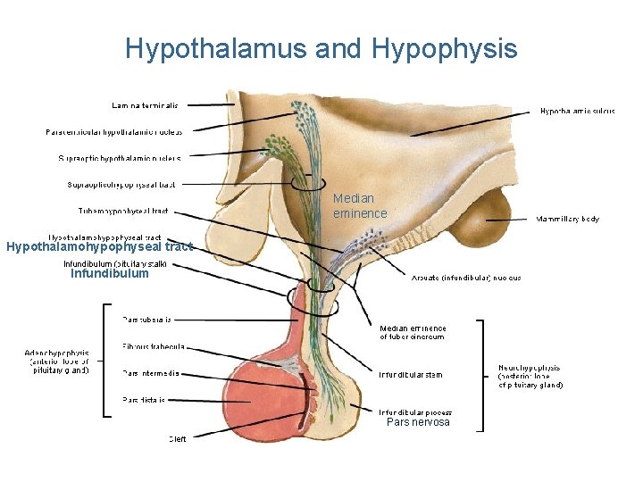 Hypothalamus and Hypophysis Median eminence Hypothalamohypophyseal tract Infundibulum Pars nervosa 